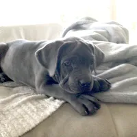 Nickname Bella , a female Cane Corso for sale in Sarasota, FL – 3 of 10