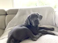 Nickname Bella , a female Cane Corso for sale in Sarasota, FL – 2 of 10