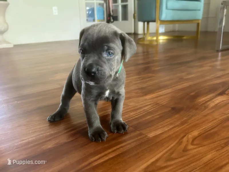 Nickname Titan - Godzilla – Cane Corso puppy for sale in Sarasota, FL