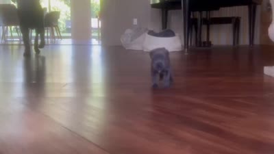 Nickname Dora Explora, a female Cane Corso for sale in Sarasota, FL – 5 of 10