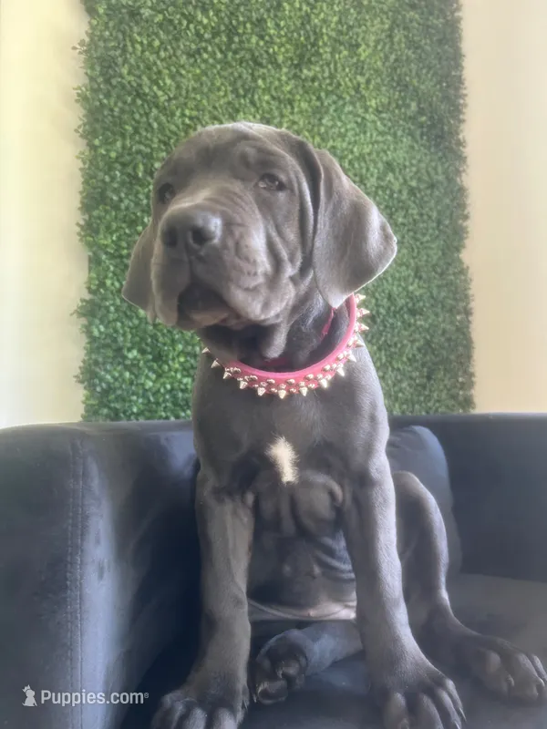 Nickname Athena – Cane Corso puppy for sale in Sarasota, FL