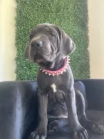 Nickname Athena, a female Cane Corso for sale in Sarasota, FL – 1 of 10