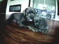 Nickname Artemis/ Dora Explora, a female Cane Corso for sale in Sarasota, FL – 2 of 10