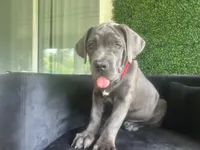 Nickname Artemis/ Dora Explora, a female Cane Corso for sale in Sarasota, FL – 4 of 10