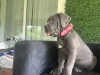 Nickname Artemis/ Dora Explora, a female Cane Corso for sale in Sarasota, FL – 3 of 10