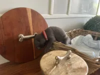 Dora Explora, a female Cane Corso for sale in Sarasota, FL – 4 of 9
