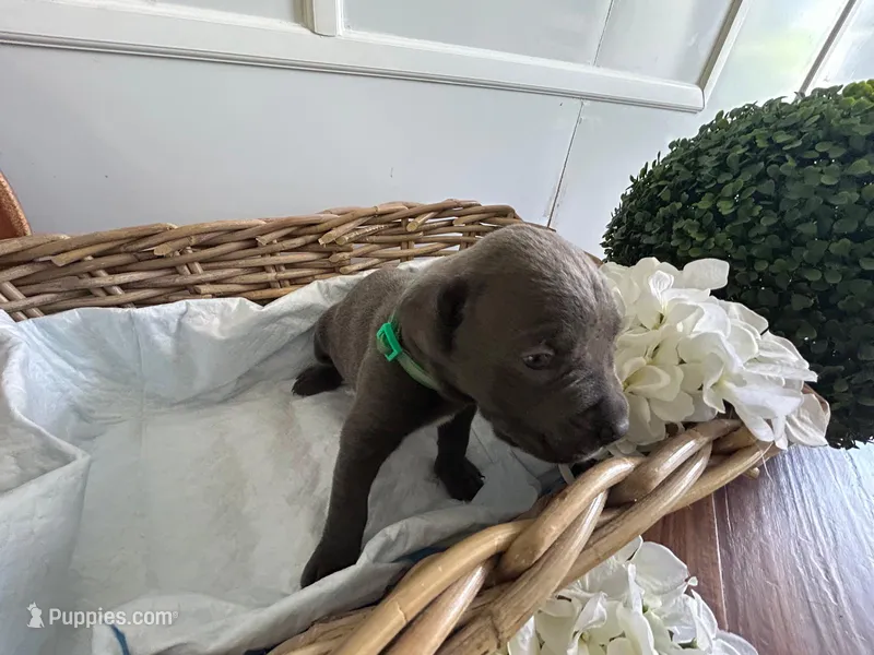 Godzilla – Cane Corso puppy for sale in Sarasota, FL