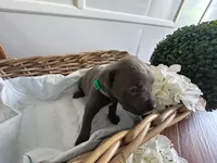 Godzilla, a male Cane Corso for sale in Sarasota, FL – 1 of 7