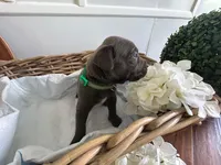 Godzilla, a male Cane Corso for sale in Sarasota, FL – 2 of 7