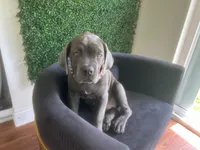 Nickname Bella , a female Cane Corso for sale in Sarasota, FL – 4 of 10
