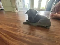 Nickname Atlas - Gordon , a male Cane Corso for sale in Sarasota, FL – 8 of 8