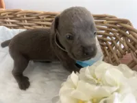 Houdini, a male Cane Corso for sale in Sarasota, FL – 5 of 6