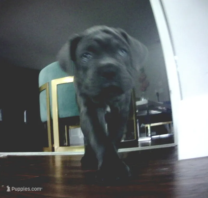 Nickname Zeus - Baymax – Cane Corso puppy for sale in Sarasota, FL