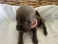 Olive, a female Cane Corso for sale in Sarasota, FL – 3 of 4