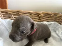 Dora Explora, a female Cane Corso for sale in Sarasota, FL – 3 of 9
