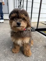 Luna, a female Yorkipoo for sale in Danbury, CT – 2 of 2