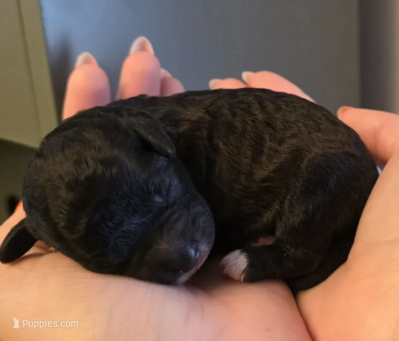Mocha – Poodle - Miniature , Bichpoo puppy for sale in Jefferson City, TN