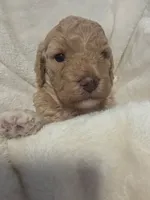 Blondie, a female Poodle - Miniature  and Bichpoo for sale in Jefferson City, TN – 7 of 9