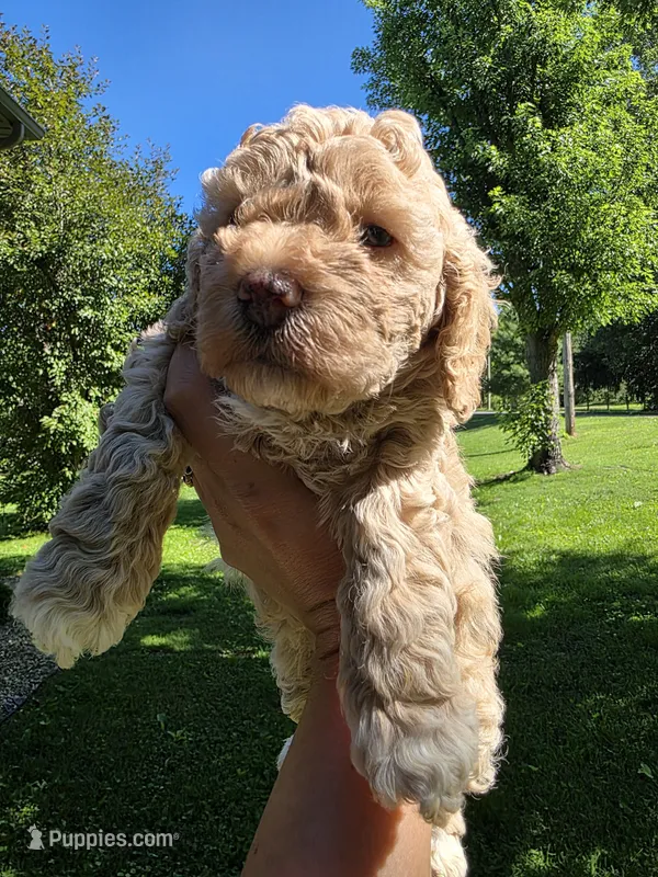 Blondie – Poodle - Miniature , Bichpoo puppy for sale in Jefferson City, TN