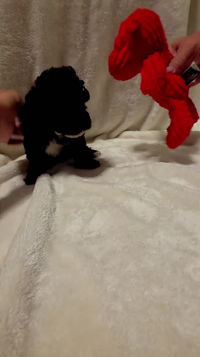 Mocha, a male Poodle - Miniature  and Bichpoo for sale in Jefferson City, TN – 2 of 6