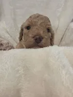 Blondie, a female Poodle - Miniature  and Bichpoo for sale in Jefferson City, TN – 6 of 9