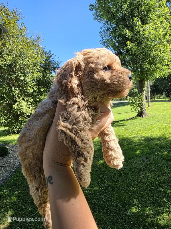 Cookie Butter – Poodle - Miniature , Bichpoo puppy for sale in Jefferson City, TN