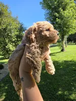Cookie Butter, a male Poodle - Miniature  and Bichpoo for sale in Jefferson City, TN – 1 of 9