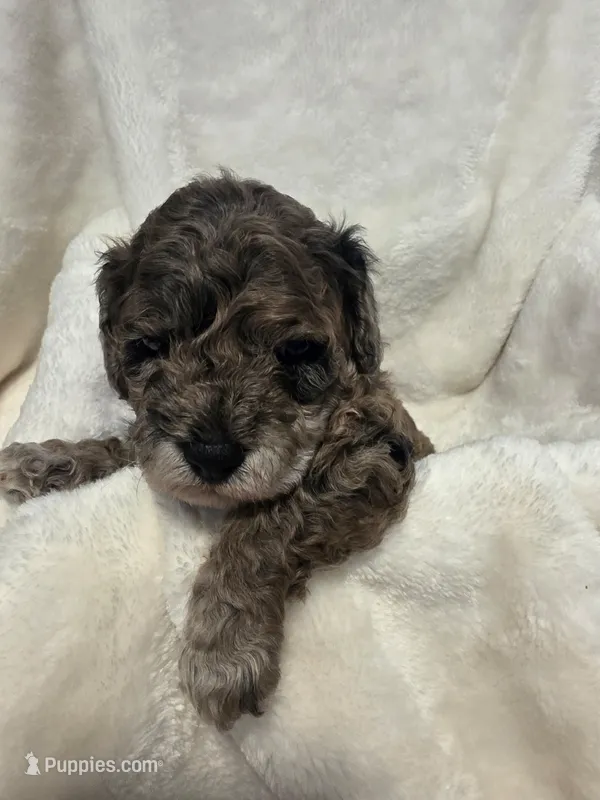 Banna Bread – Poodle - Miniature , Bichpoo puppy for sale in Jefferson City, TN