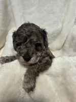 Banna Bread, a male Poodle - Miniature  and Bichpoo for sale in Jefferson City, TN – 1 of 9