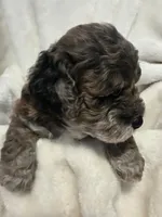 Banna Bread, a male Poodle - Miniature  and Bichpoo for sale in Jefferson City, TN – 7 of 9