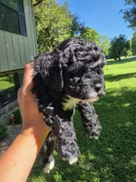 Mocha, a male Poodle - Miniature  and Bichpoo for sale in Jefferson City, TN – 1 of 6