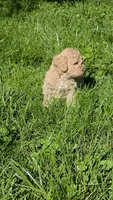 Blondie, a female Poodle - Miniature  and Bichpoo for sale in Jefferson City, TN – 9 of 9