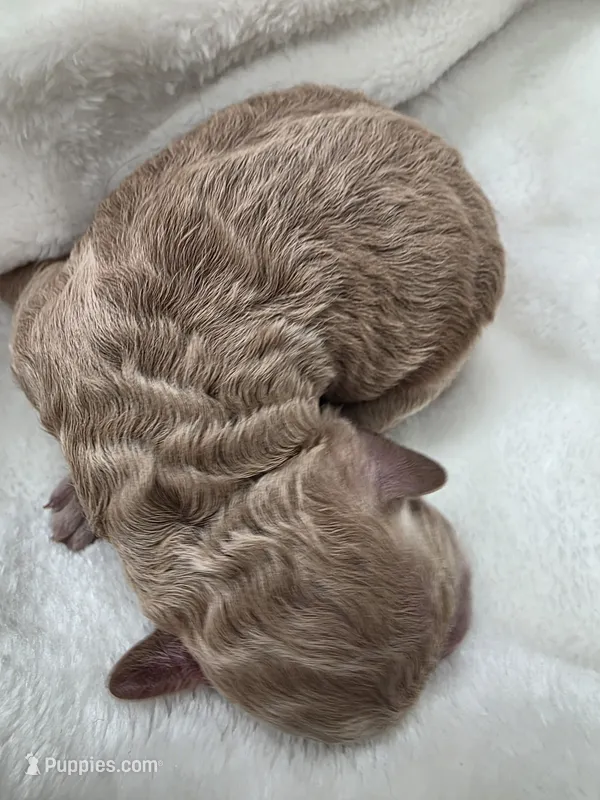 Cookie Butter – Poodle - Miniature , Bichpoo puppy for sale in Jefferson City, TN