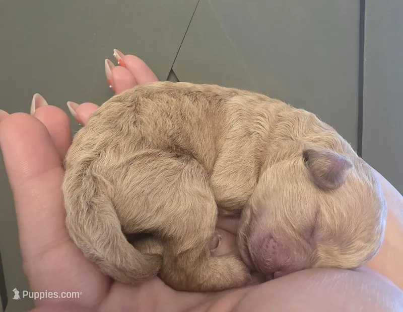 Cookie Butter  – Poodle - Miniature , Bichpoo puppy for sale in Jefferson City, TN