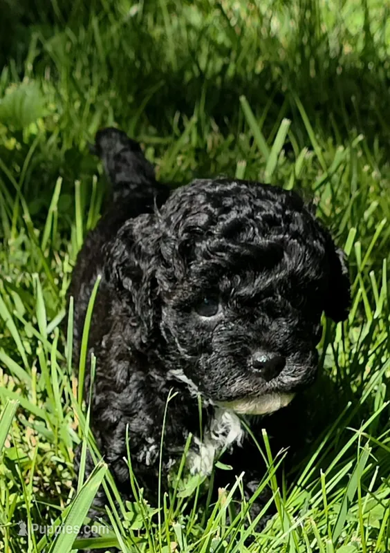 Mocha – Poodle - Miniature , Bichpoo puppy for sale in Jefferson City, TN