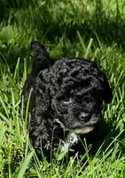 Mocha, a male Poodle - Miniature  and Bichpoo for sale in Jefferson City, TN – 5 of 6