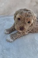 Blondie, a female Poodle - Miniature  and Bichpoo for sale in Jefferson City, TN – 8 of 9