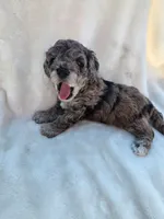 Banna Bread, a male Poodle - Miniature  and Bichpoo for sale in Jefferson City, TN – 8 of 9