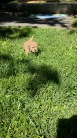 Cookie Butter, a male Poodle - Miniature  and Bichpoo for sale in Jefferson City, TN – 2 of 9