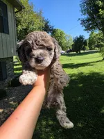 Banna Bread, a male Poodle - Miniature  and Bichpoo for sale in Jefferson City, TN – 6 of 9