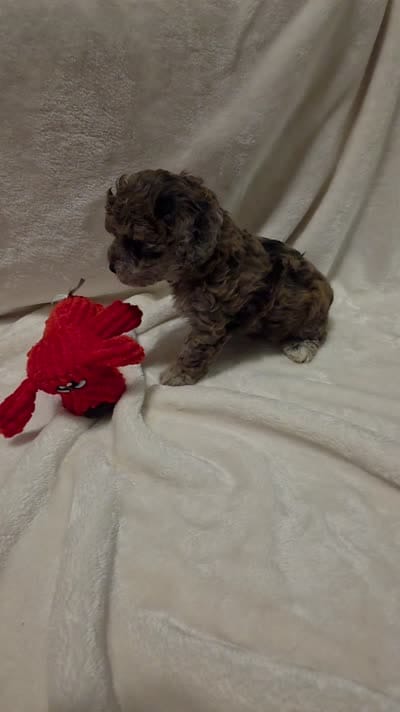 Banna Bread, a male Poodle - Miniature  and Bichpoo for sale in Jefferson City, TN – 2 of 9
