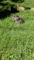 Banna Bread, a male Poodle - Miniature  and Bichpoo for sale in Jefferson City, TN – 3 of 9