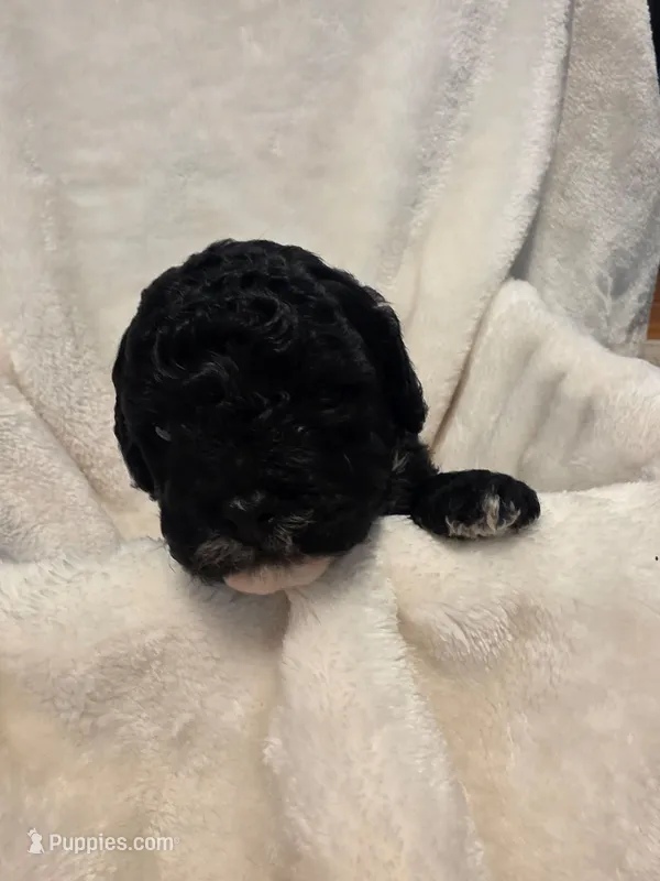 Mocha – Poodle - Miniature , Bichpoo puppy for sale in Jefferson City, TN
