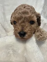 Cookie Butter, a male Poodle - Miniature  and Bichpoo for sale in Jefferson City, TN – 5 of 9