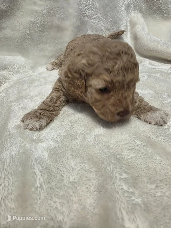 Blondie – Poodle - Miniature , Bichpoo puppy for sale in Jefferson City, TN