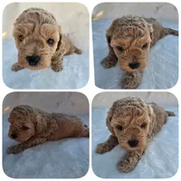 Cookie Butter, a male Poodle - Miniature  and Bichpoo for sale in Jefferson City, TN – 9 of 9