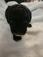 Mocha, a male Poodle - Miniature  and Bichpoo for sale in Jefferson City, TN – 3 of 6