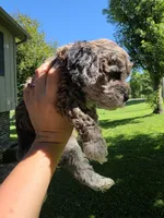 Banna Bread, a male Poodle - Miniature  and Bichpoo for sale in Jefferson City, TN – 5 of 9