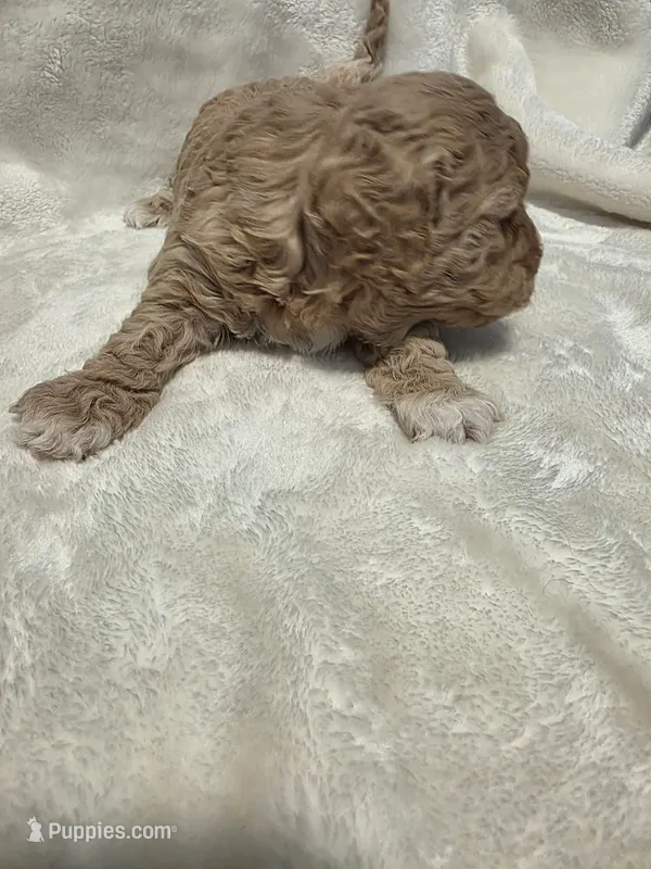 Blondie – Poodle - Miniature , Bichpoo puppy for sale in Jefferson City, TN