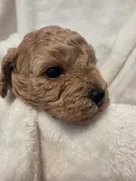 Cookie Butter, a male Poodle - Miniature  and Bichpoo for sale in Jefferson City, TN – 8 of 9
